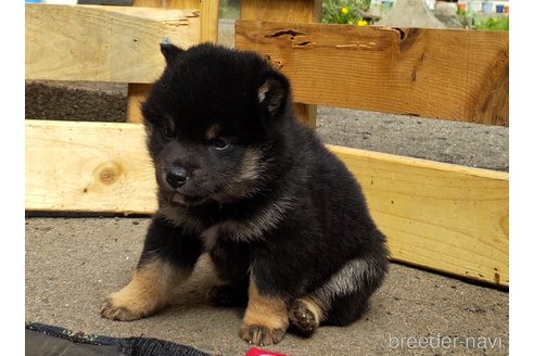 成約済の秋田県の柴犬-305945の5枚目